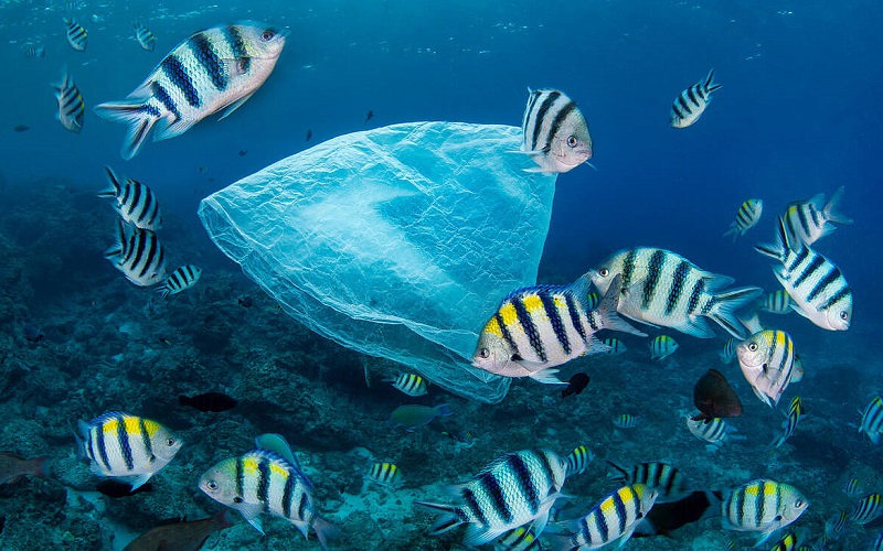 WWF hoan nghênh quyết định lịch sử của Hội đồng Môi trường Liên Hợp Quốc để bắt đầu đàm phán cho hiệp ước toàn cầu về ô nhiễm nhựa
