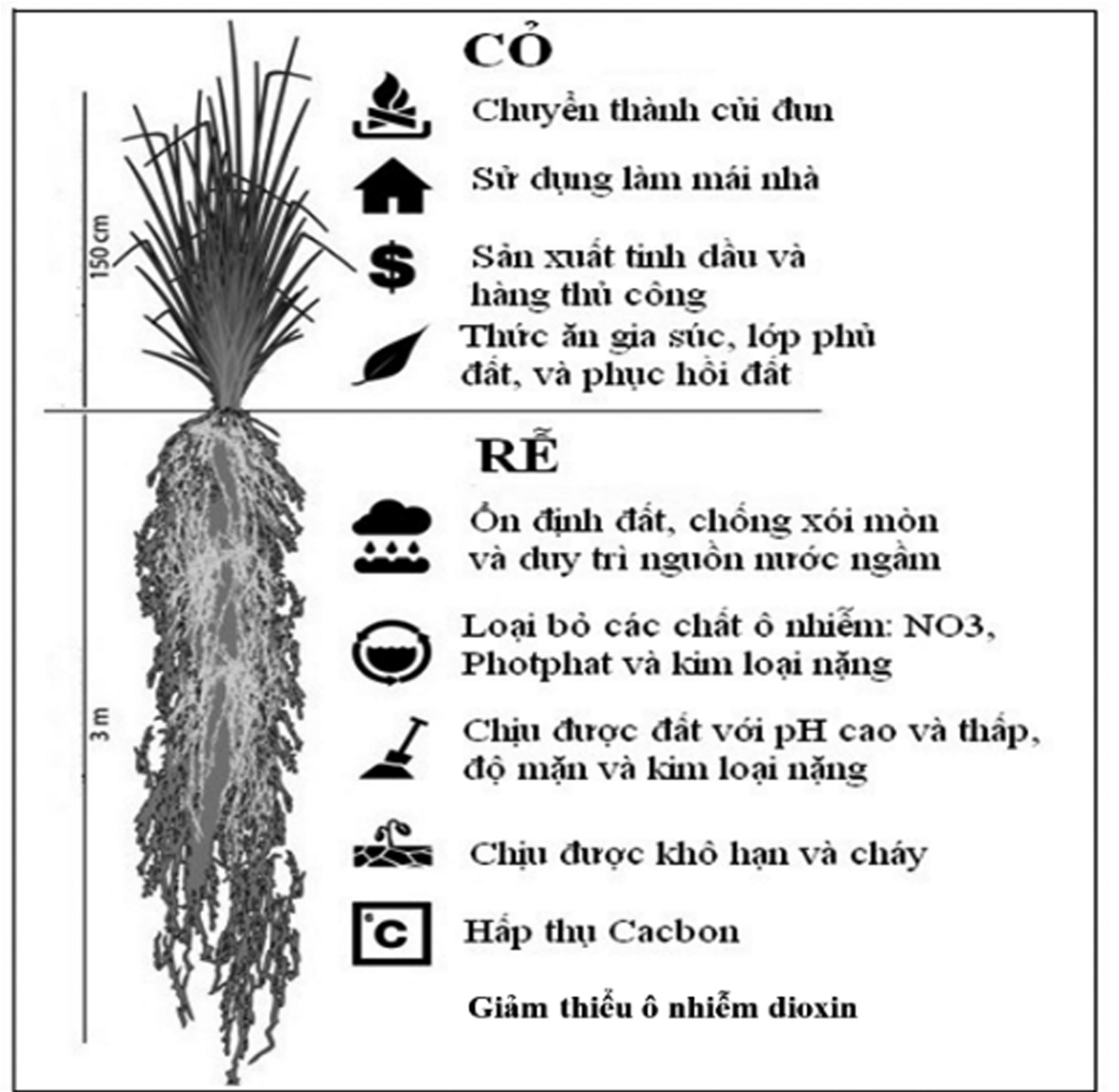 Nghiên cứu ứng dụng cỏ Vetiver trong xử lý ô nhiễm môi trường