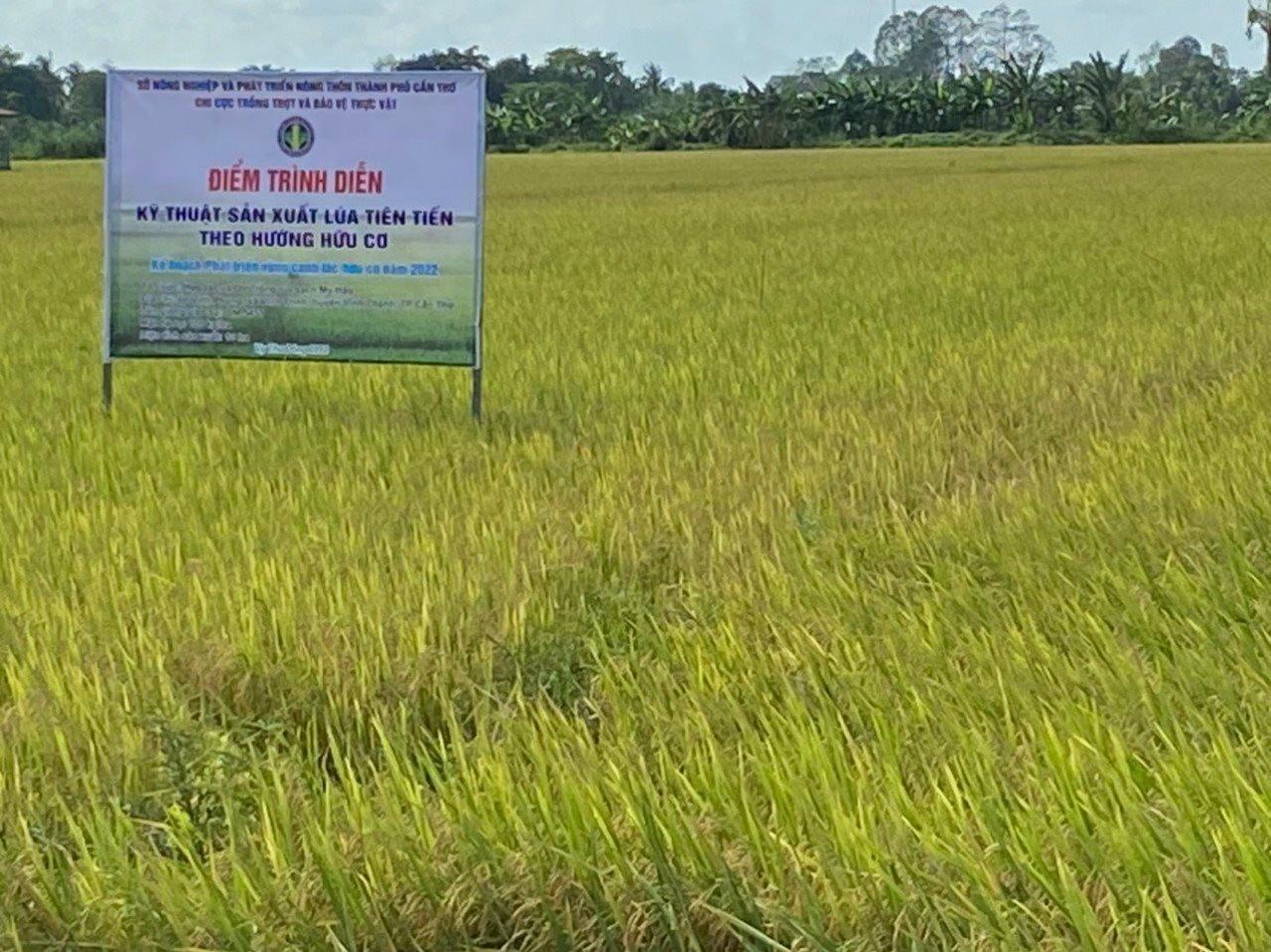 Cần Thơ: Tích cực bảo vệ môi trường góp phần phát triển bền vững