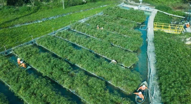 Tập đoàn Masan: Chiến lược ESG là con đường phát triển bền vững