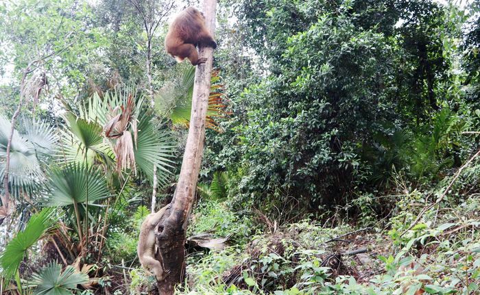 Hà Tĩnh: Thả 39 động vật hoang dã quý hiếm về môi trường tự nhiên