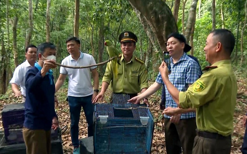 Bảo tồn đa dạng sinh học ở Vườn quốc gia Phong Nha-Kẻ Bàng