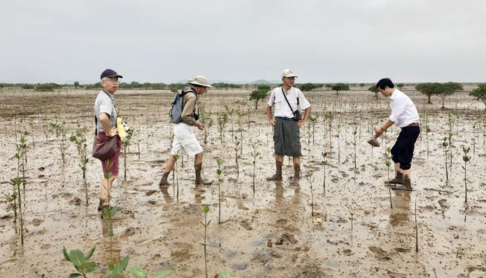 Rừng ngập mặn - 'Lá phổi xanh' và sinh kế bền vững