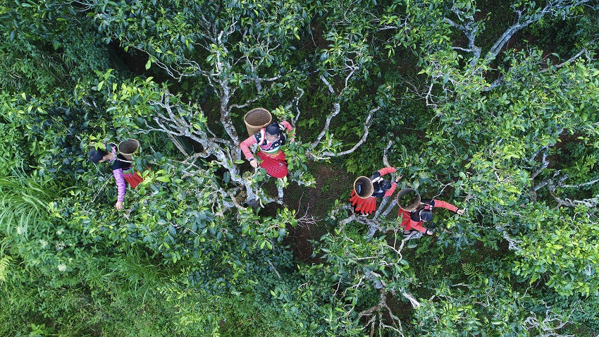 Đẩy mạnh hợp tác quảng bá đưa chè shan tuyết cổ thụ Việt Nam ra thị trường quốc tế
