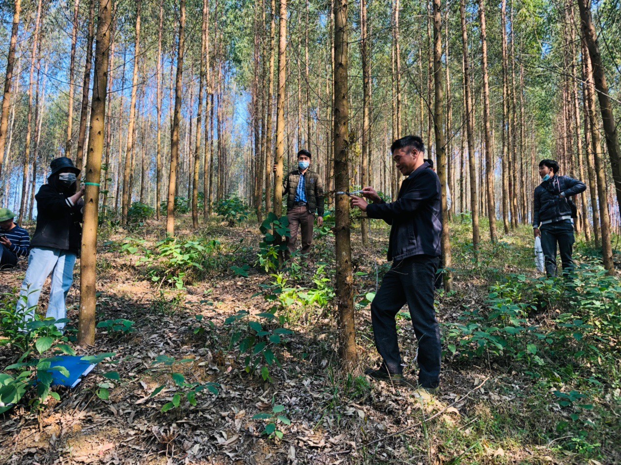Công ty TNHH Lâm nghiệp Sơn Dương: Thực hiện tốt công tác quản lý đất đai