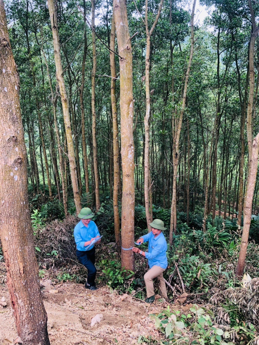 Công ty TNHH Lâm nghiệp Sơn Dương: Thực hiện tốt công tác quản lý đất đai