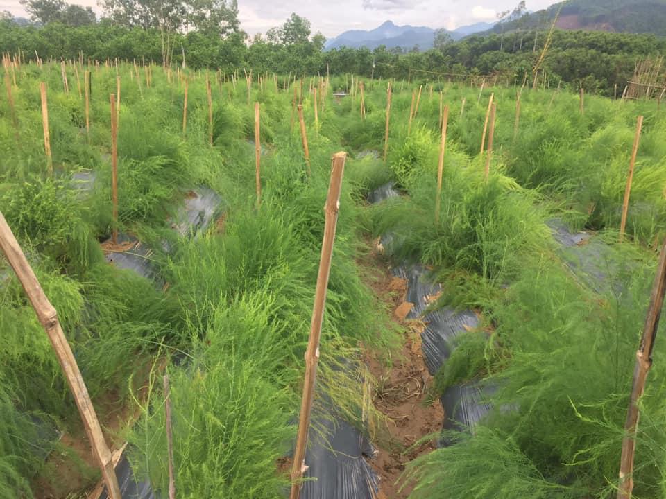 Đem rau sạch đổi lấy rác, quyết định của 'một gã điên'