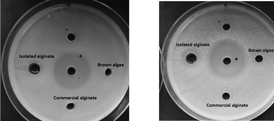 Khảo sát điều kiện chiết xuất và đặc tính của Alginate từ rong mơ (Sargassum microcystum) được thu hoạch ở Việt Nam