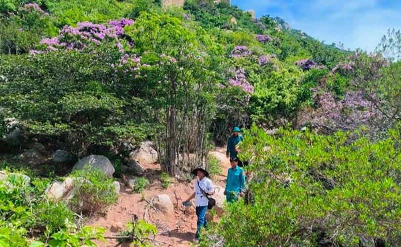 Ninh Thuận chủ động ngăn chặn tình trạng đào gốc cây bằng lăng rừng