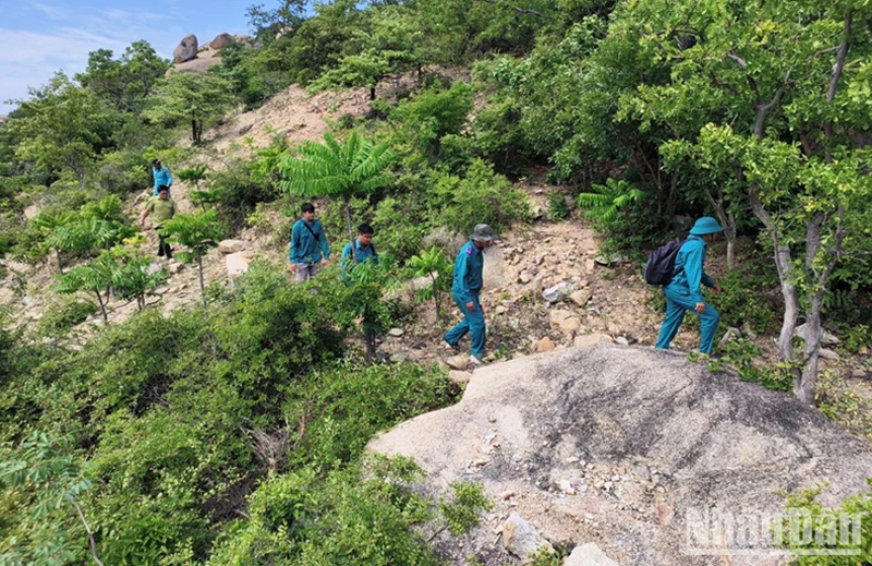 Ninh Thuận chủ động ngăn chặn tình trạng đào gốc cây bằng lăng rừng