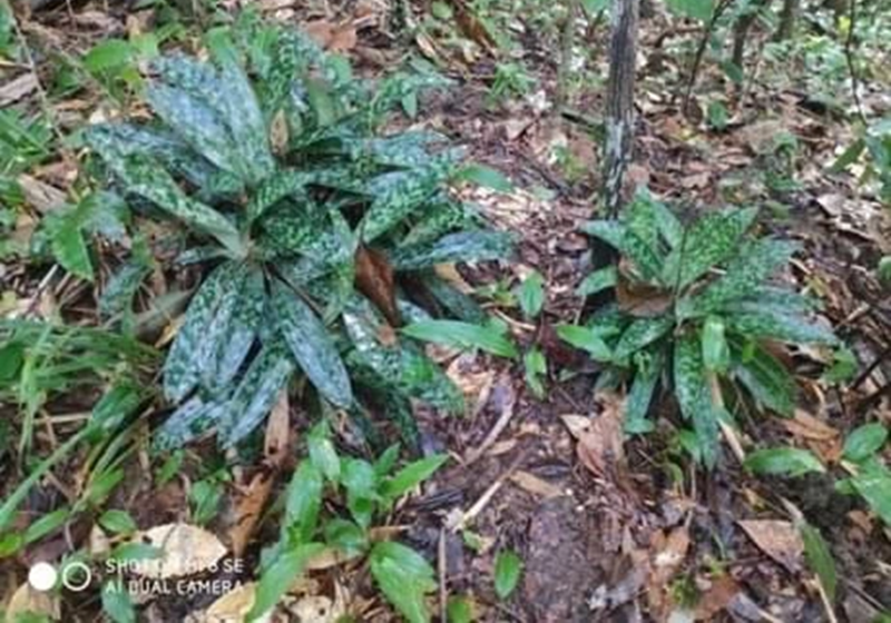 Xây dựng thành công mô hình bảo tồn hai loài lan nguy cấp, quý, hiếm