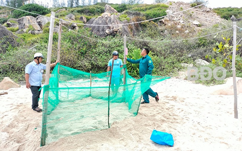 Rùa biển quay lại xã đảo Cù Lao Xanh đẻ trứng sau nhiều năm vắng bóng