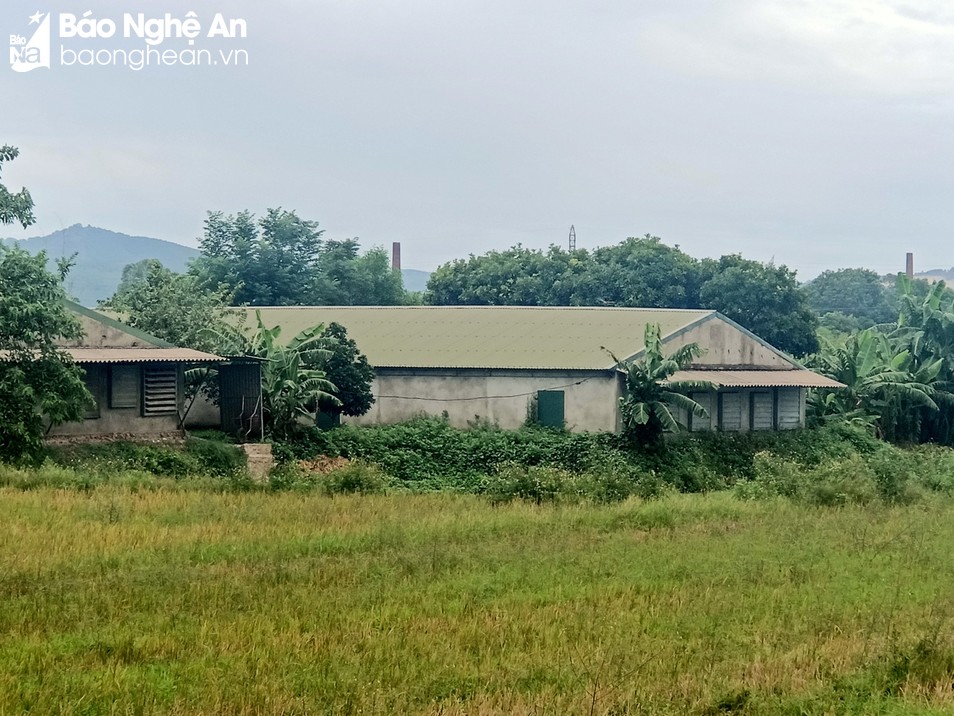 Người dân thành phố Vinh 'kêu trời' vì trang trại chăn nuôi gây ô nhiễm