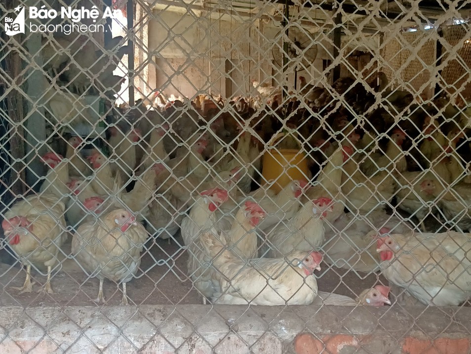 Người dân thành phố Vinh 'kêu trời' vì trang trại chăn nuôi gây ô nhiễm