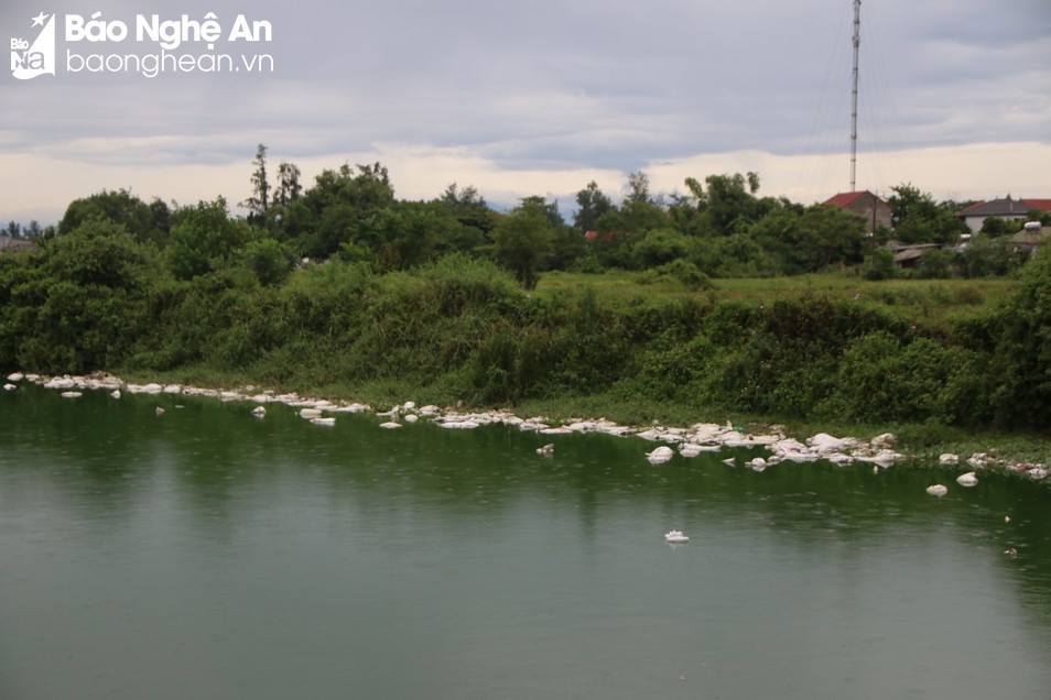 Người dân thành phố Vinh 'kêu trời' vì trang trại chăn nuôi gây ô nhiễm