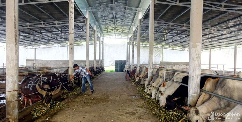 Yên Thành chú trọng xử lý ô nhiễm trong chăn nuôi
