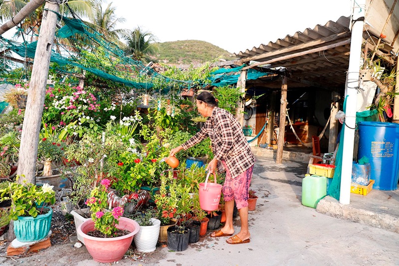 Bộ trưởng Đặng Quốc Khánh dự Lễ công bố cây di sản Việt Nam tại đảo Bích Đầm (Khánh Hoà)