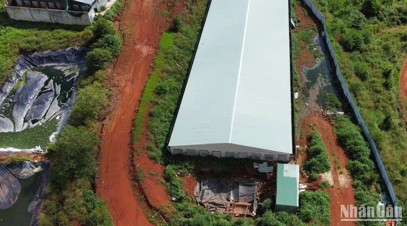 Chấn chỉnh công tác bảo vệ môi trường các trang trại heo tại Đắk Song