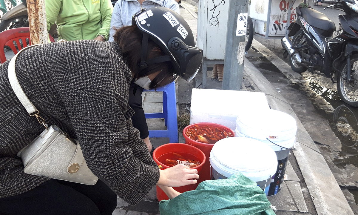Hồ Tây hạn chế phóng sinh cá để bảo vệ môi trường