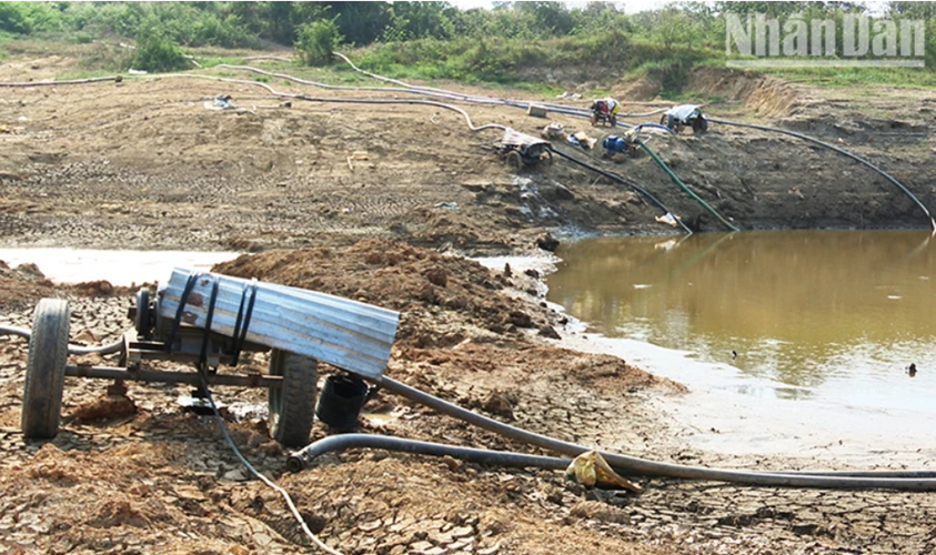 Nhiều diện tích cây cà-phê bị ảnh hưởng tiêu cực do nắng hạn và biến đổi khí hậu