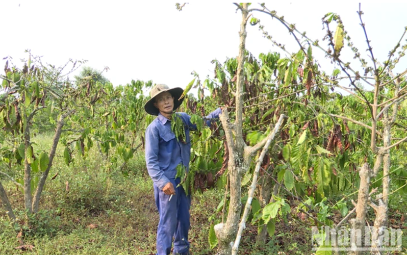 Nhiều diện tích cây cà-phê bị ảnh hưởng tiêu cực do nắng hạn và biến đổi khí hậu