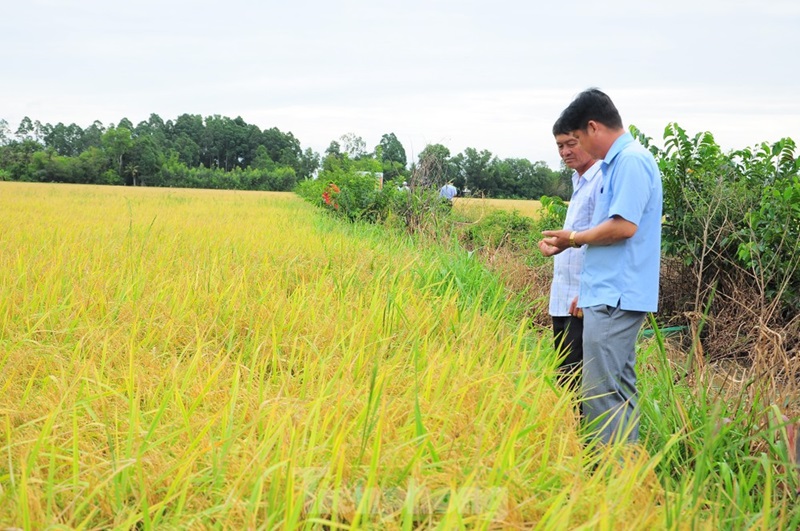 Hiệu quả vượt trội từ mô hình canh tác lúa thông minh giảm phát thải