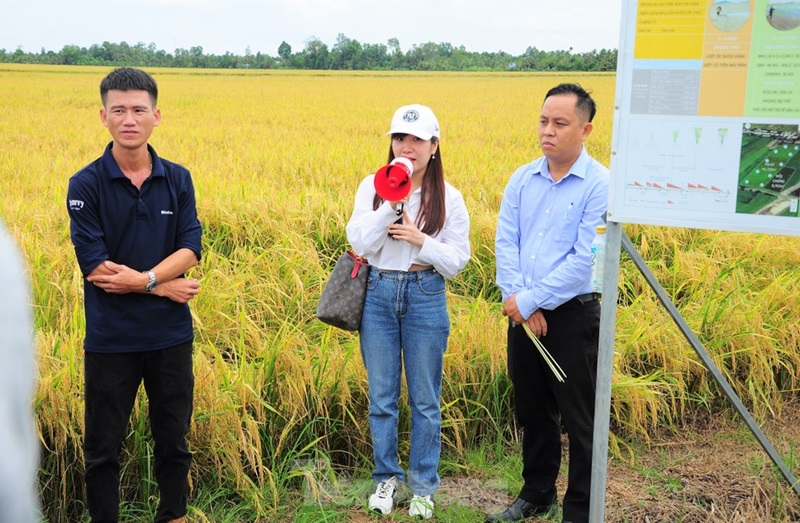 Hiệu quả vượt trội từ mô hình canh tác lúa thông minh giảm phát thải