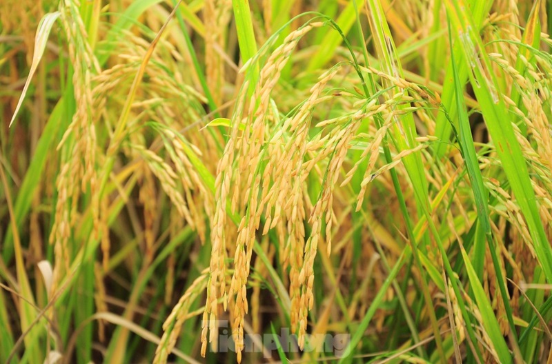 Hiệu quả vượt trội từ mô hình canh tác lúa thông minh giảm phát thải
