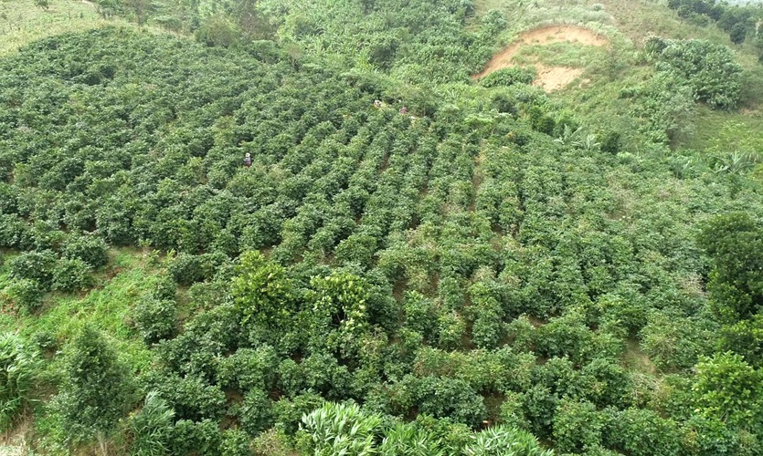 Đem rừng về vườn cà phê, chờ thu tiền từ bán tín chỉ carbon