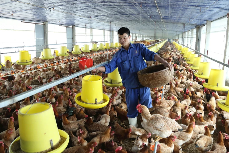 Sớm tháo gỡ bất cập của ngành chăn nuôi