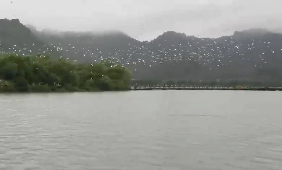 Hà Nam: Giữ môi trường cho đàn chim trú ngụ