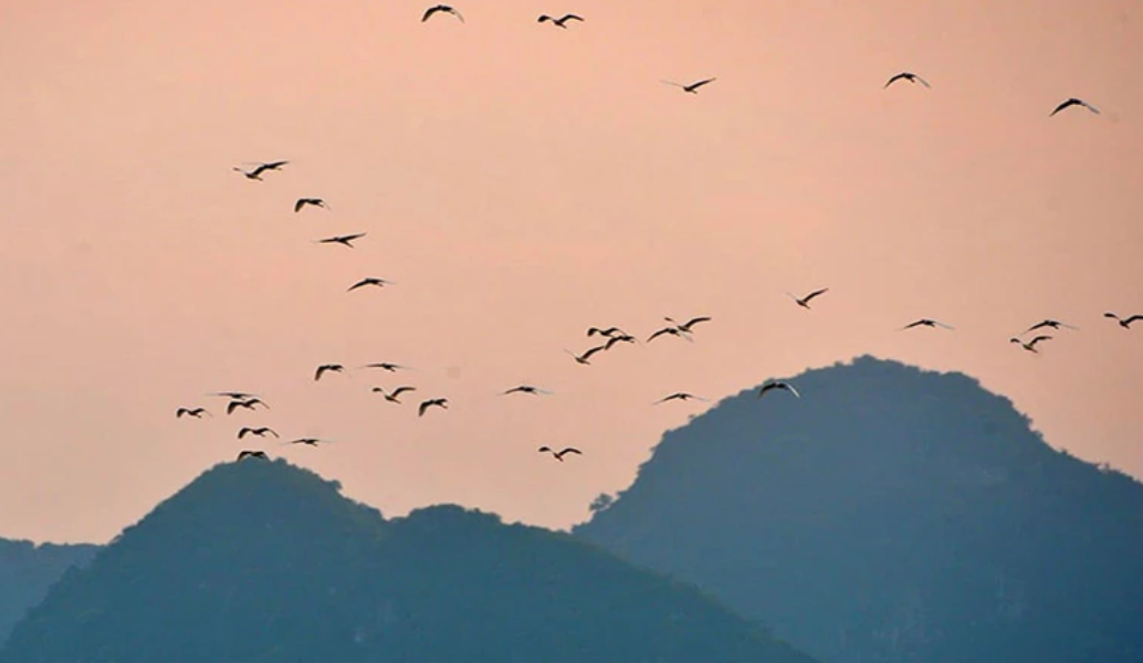 Hà Nam: Giữ môi trường cho đàn chim trú ngụ