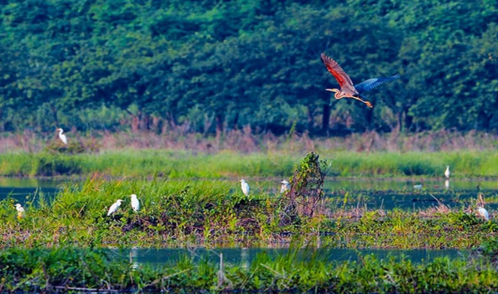 Hà Nam: Giữ môi trường cho đàn chim trú ngụ