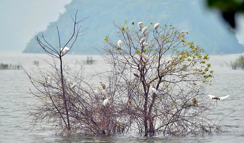 Hà Nam: Giữ môi trường cho đàn chim trú ngụ