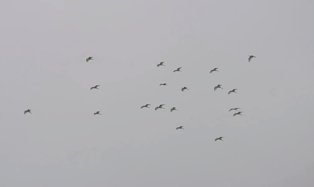 Hà Nam: Giữ môi trường cho đàn chim trú ngụ