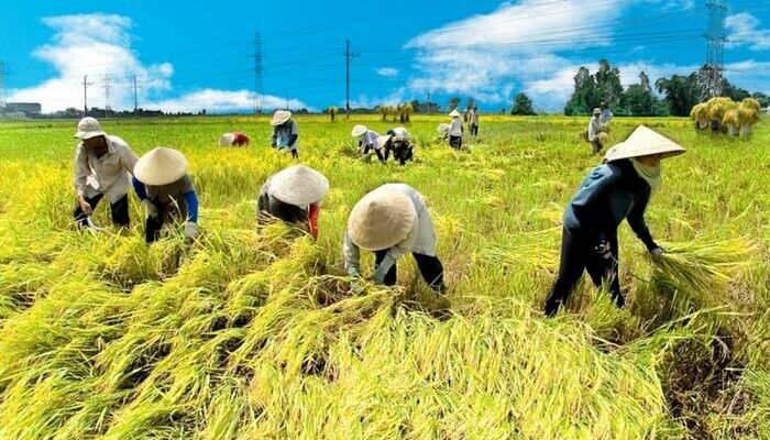 Điều kiện, thủ tục chấp thuận chuyển mục đích sử dụng đất lúa, đất rừng tại 4 tỉnh, thành phố