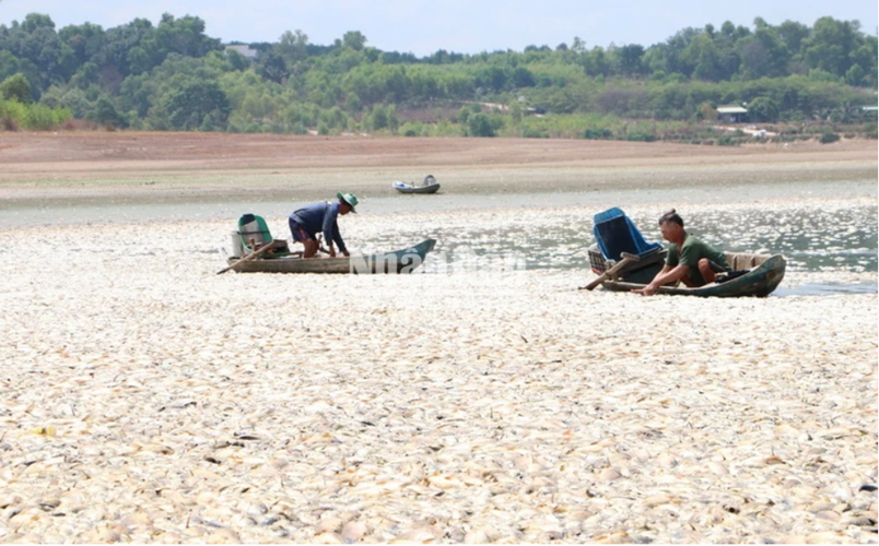 Đồng Nai: Hơn 200 tấn cá chết nổi trắng hồ Sông Mây