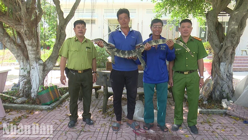 Đồng Tháp: Người dân giao nộp kỳ đà hoa gần 8kg