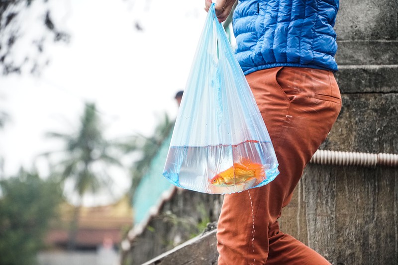 Người dân Hà Nội tấp nập thả cá phóng sinh ngày ông Công ông Táo