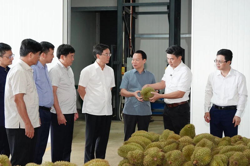 Sầu riêng Việt Nam cần giữ vững chất lượng, chinh phục thị trường cao cấp