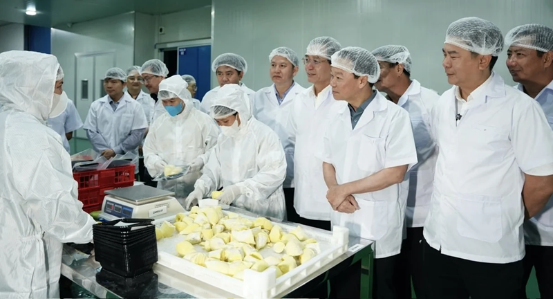 Sầu riêng Việt Nam cần giữ vững chất lượng, chinh phục thị trường cao cấp