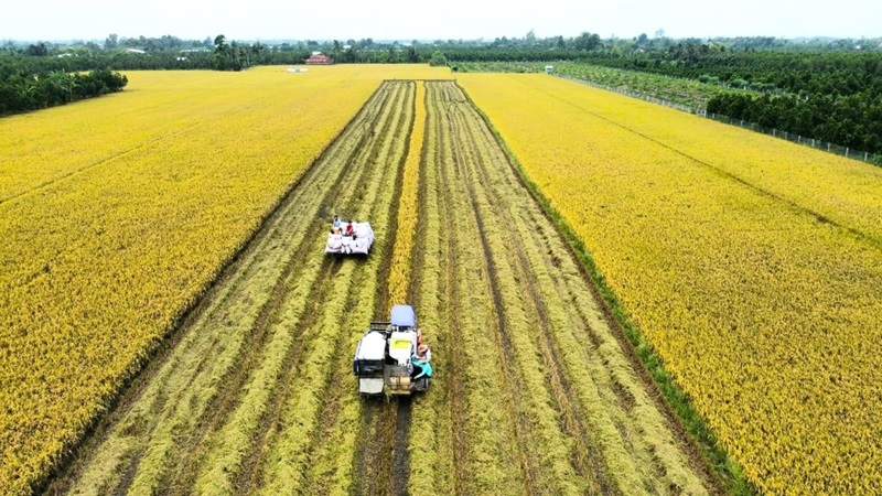 Một triệu hecta lúa chất lượng cao: Đi sớm, đón đầu xu thế tiêu dùng xanh