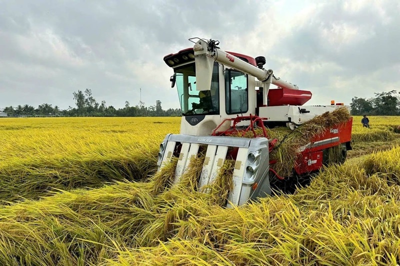 Một triệu hecta lúa chất lượng cao: Đi sớm, đón đầu xu thế tiêu dùng xanh
