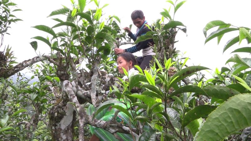 Trà Shan Tuyết Suối Giàng, từ vị thuốc quý đến sản vật “5 cực” thúc đẩy kinh tế địa phương