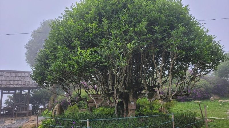 Trà Shan Tuyết Suối Giàng, từ vị thuốc quý đến sản vật “5 cực” thúc đẩy kinh tế địa phương