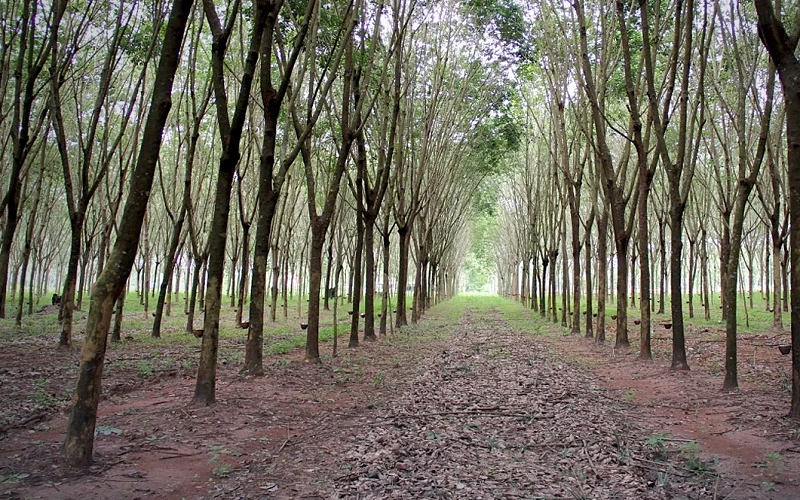 Kinh nghiệm quốc tế về thị trường các- bon và đôi điều khuyến nghị cho Việt Nam