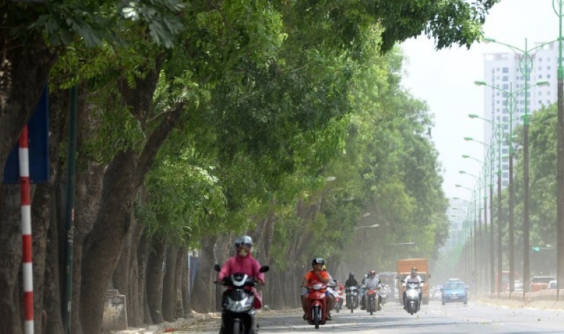 Chuyện chặt cây xanh, cần cân nhắc trước khi hành động