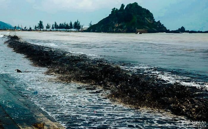 'Mùn biển' xâm nhập Cửa Lò, cảnh báo tình trạng rác thải đại dương