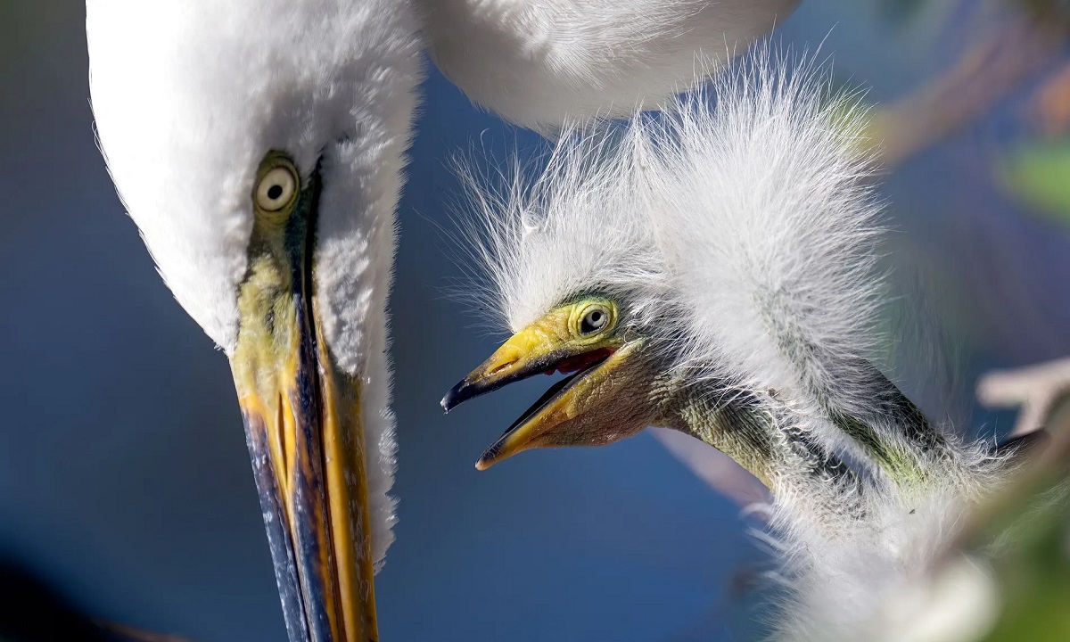 Những bức ảnh ấn tượng về động vật hoang dã