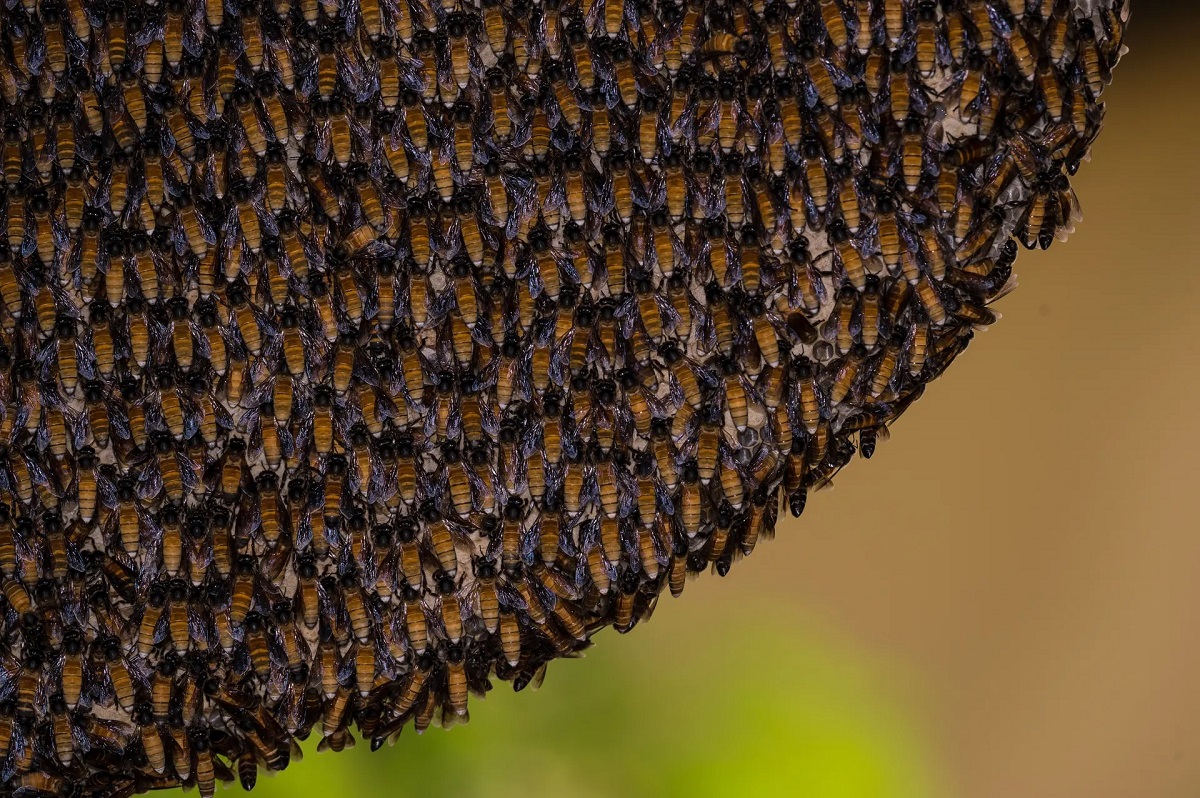 Những bức ảnh ấn tượng về động vật hoang dã